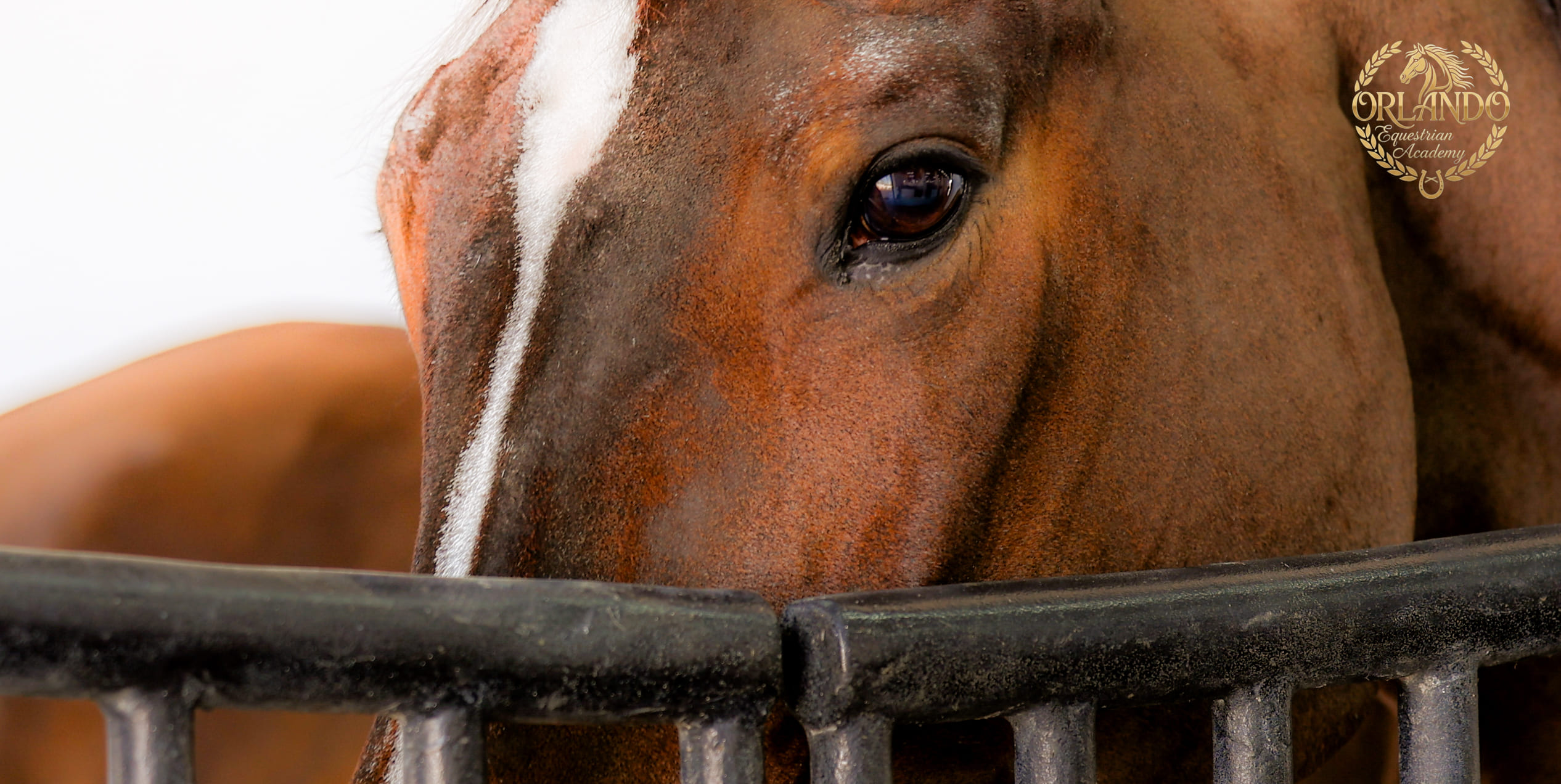 The soul of the stallion